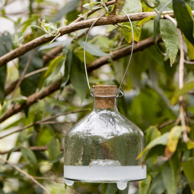 Ib Laursen - Hvepsefanger i glas