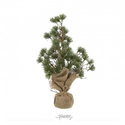 IbLaursenCedertrmjutefodH34cm-20