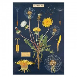 PlakatDandelion50x70cm-20