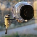 Bird feeder - Kugle til Vindue