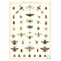 Plakat - History insects