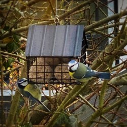 Wildlife Garden - Foderhus til fedtkugler