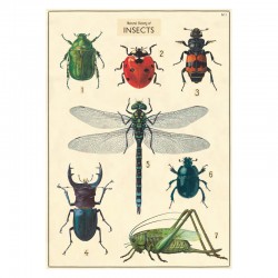 Plakat - History insects close up