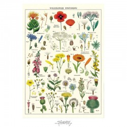 Plakat - Wild Flower 50x70cm