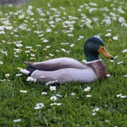 DecoBird - Gråand